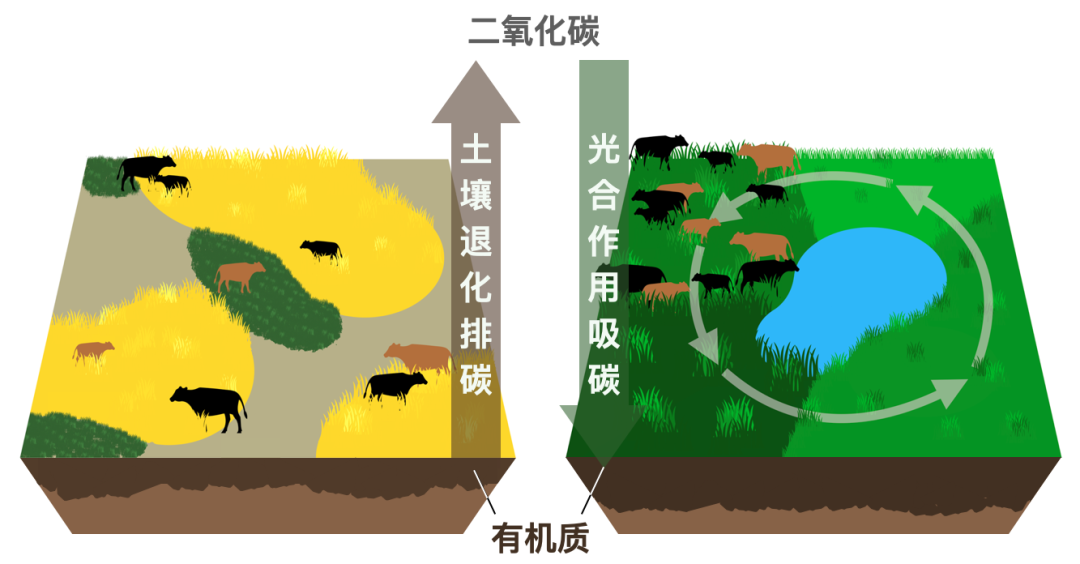 周期评估来计算农产品碳足迹,往往会忽略一个重要环节,那就是土壤碳汇