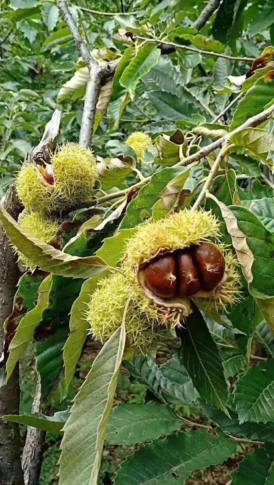 驾车到园区的第一站就碰到了一棵栗子树,毛茸茸的球状果子壳包裹着