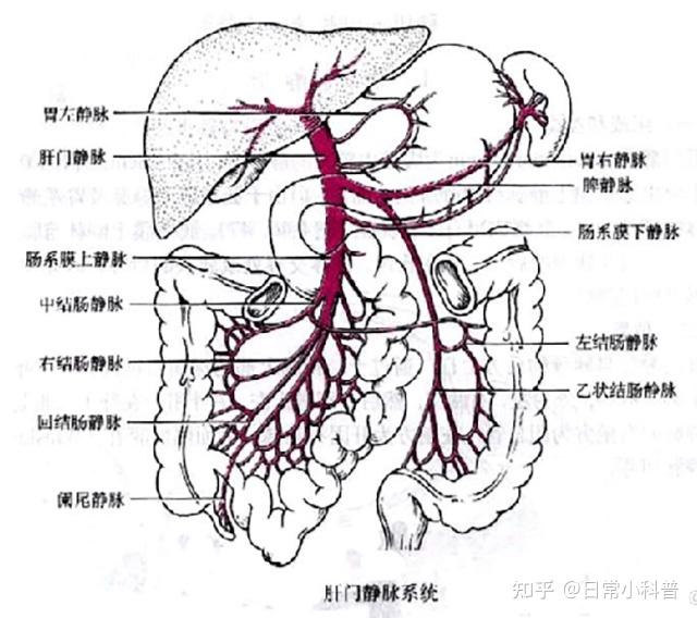 徐克成大讲堂 | 门静脉高压症食管胃静脉曲张,你了解吗? - 知乎