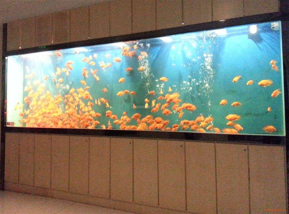 鱼多久换水一次最好 v2-543ac074f79f77bd987e7d365adfa575_1440w.jpg?source=172ae18b