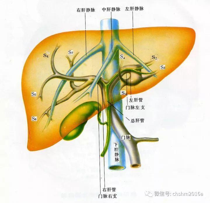 第二肝门的位置图片