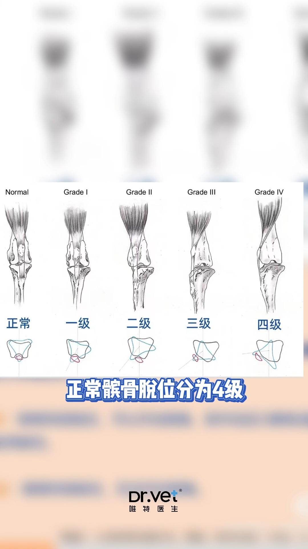 狗狗髌骨脱位x光图片图片