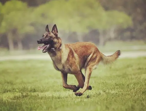 马里努阿犬介绍图片