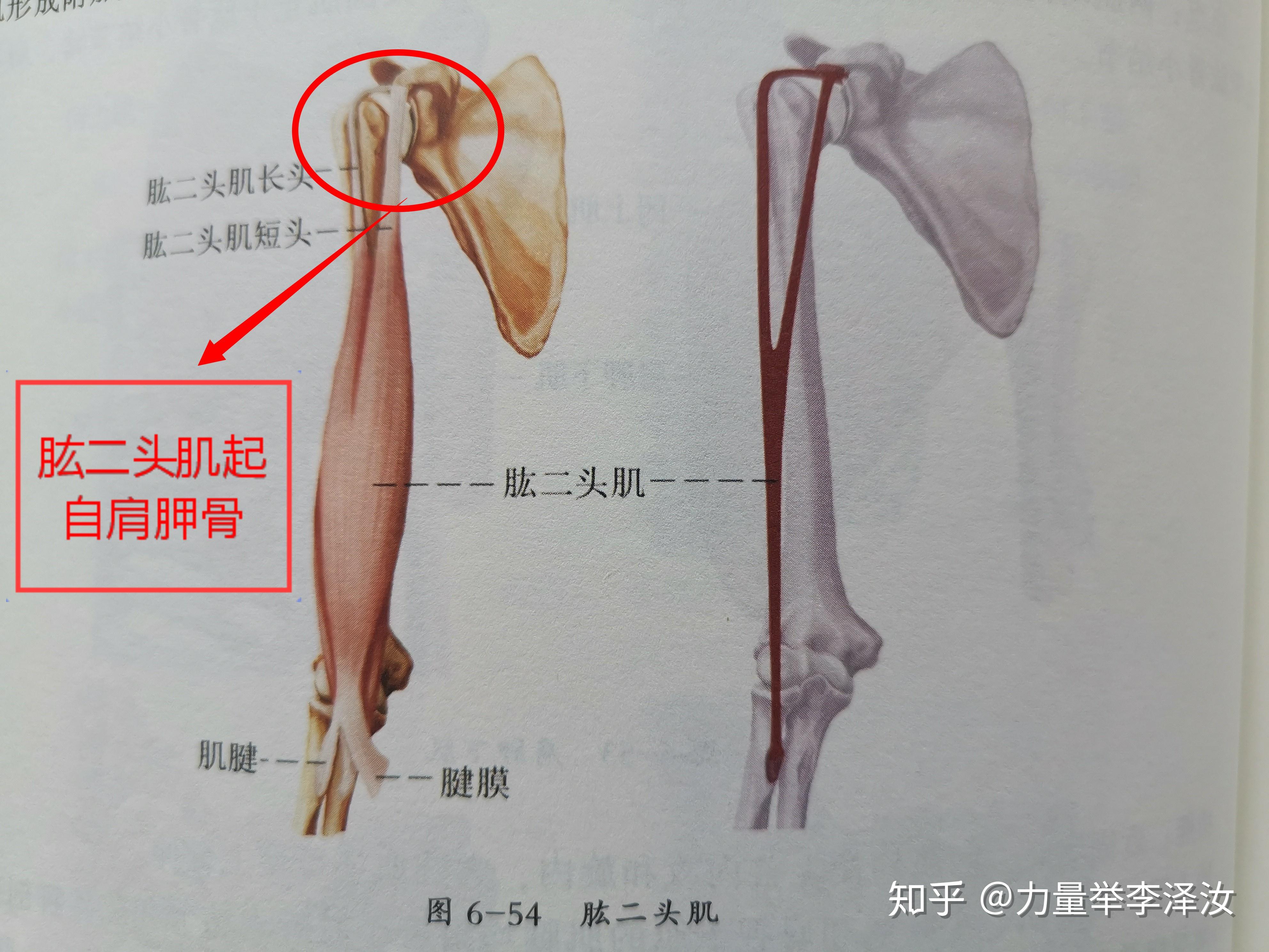 缓解健身中肩肘不适的思路上为何胸椎问题会导致肩肘不适