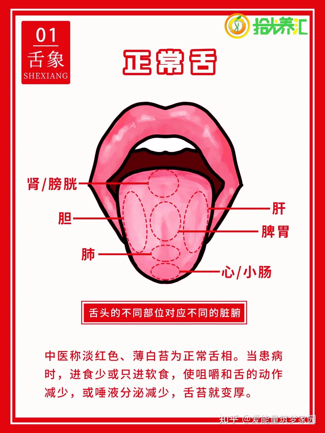 【2022年最新】舌の筋の機能解剖と構造とは？摂食・嚥下・構音の評価・リハビリテーションまで解説 – 脳卒中／神経系 自費リハビリ施設 東京 | STROKE LAB