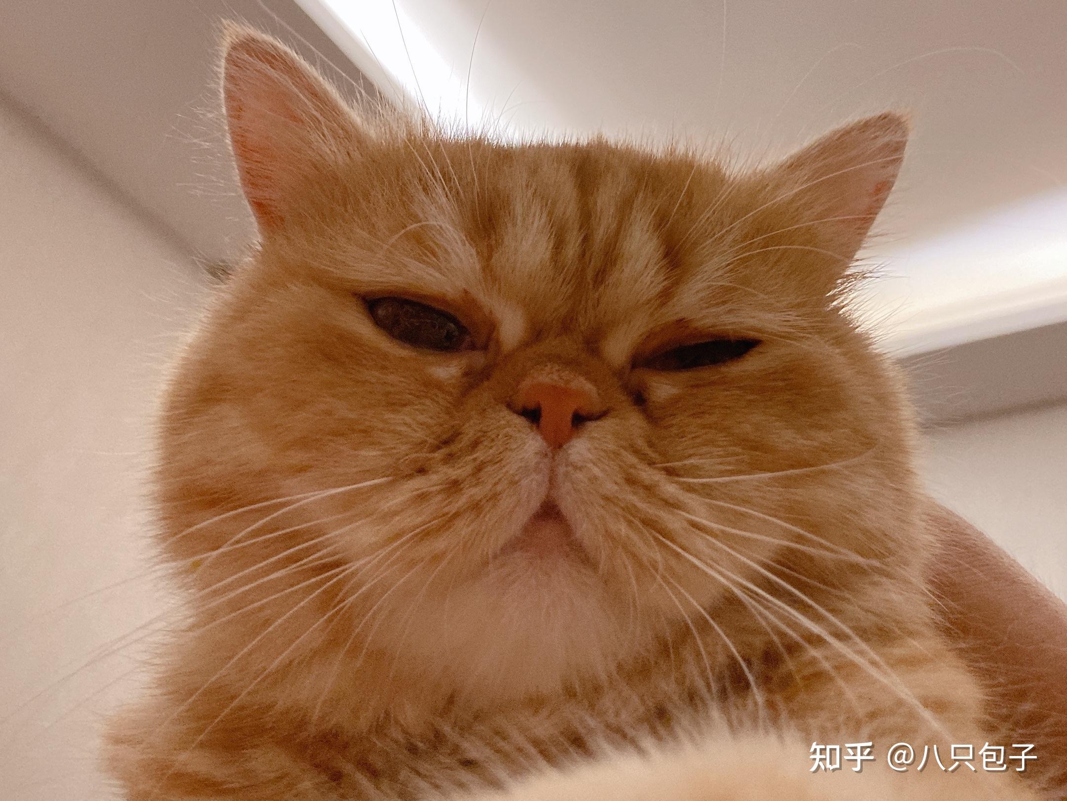 我妈前几天捡了一只奇丑无比的橘猫,打算送给我养,怎样委婉地拒绝?