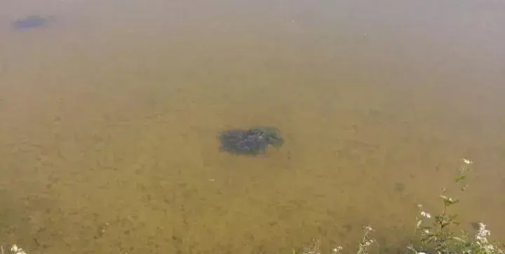 淡水养殖鱼类小瓜虫病的防治:对无鳞鱼类危害严重且难治