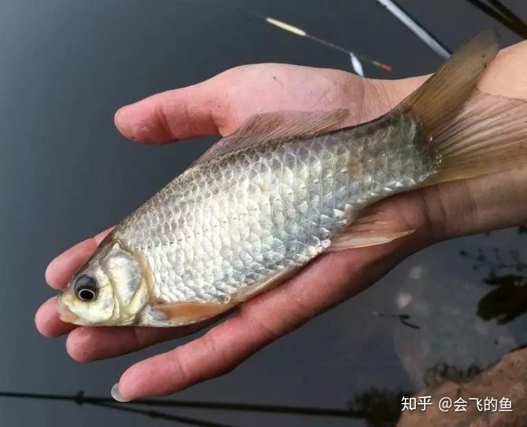 巧用玉米和白麵自制魚餌野釣主攻鯽鯉環保又省錢