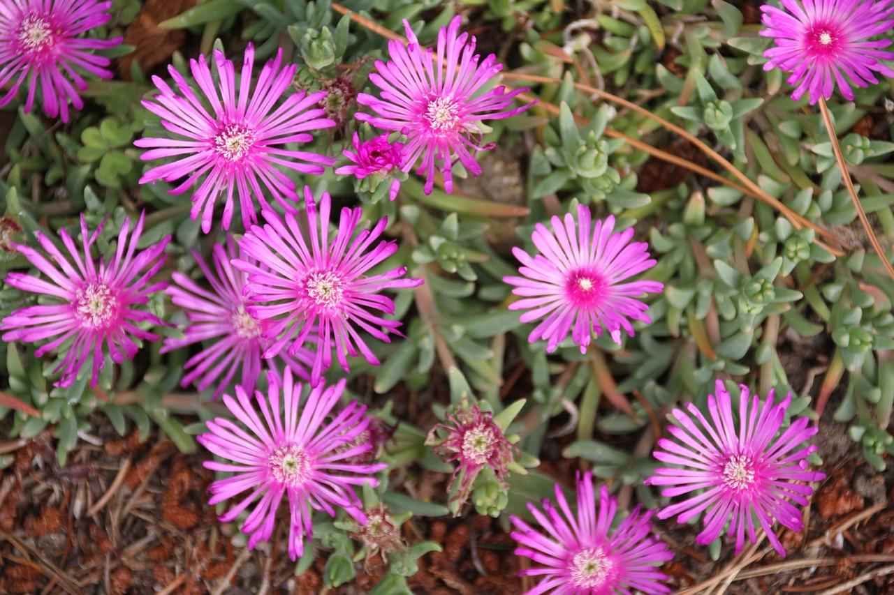 3. 粉红喇叭花美