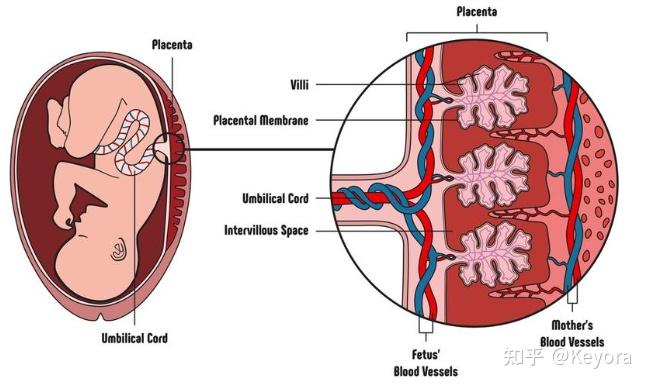 胎盘的营养物质转运