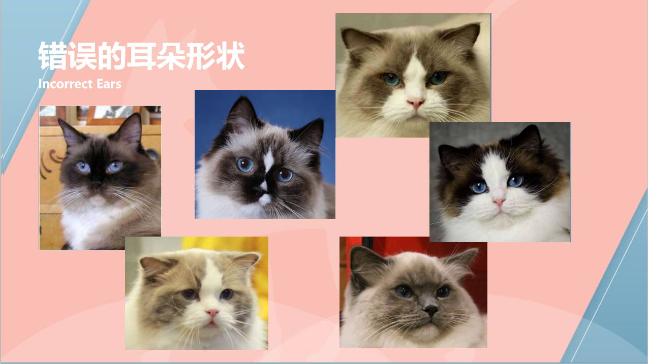 布偶猫到底是怎么样的