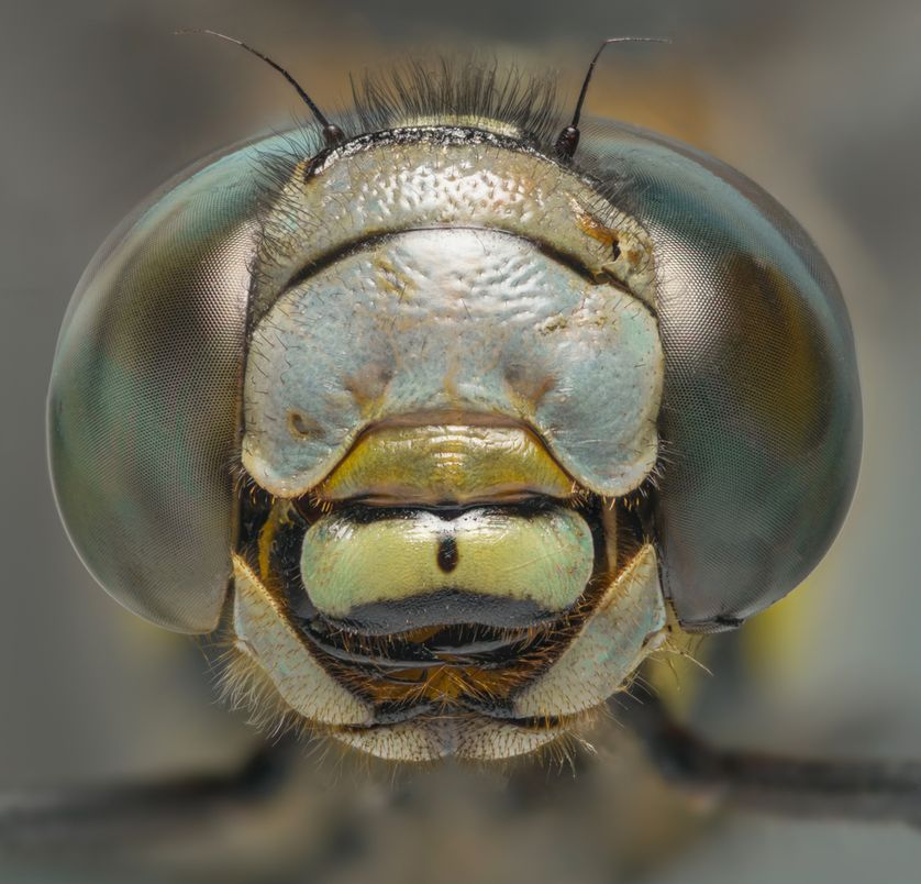 蜻蜓口器图图片