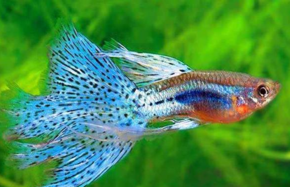 九大好看的淡水鱼,快看是否有你家的鱼儿?(下)