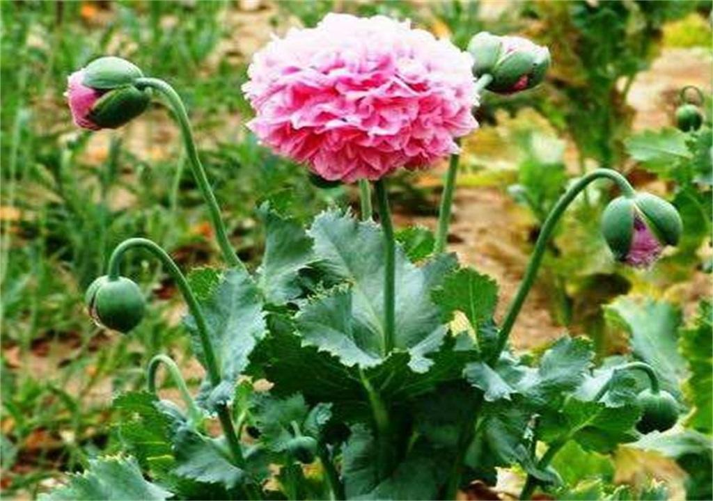 罂粟你有毒你这个人真毒辣