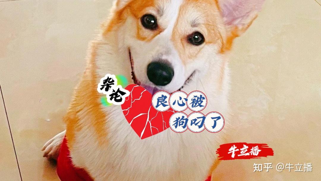 杂论:良心被狗叼了 - 知乎