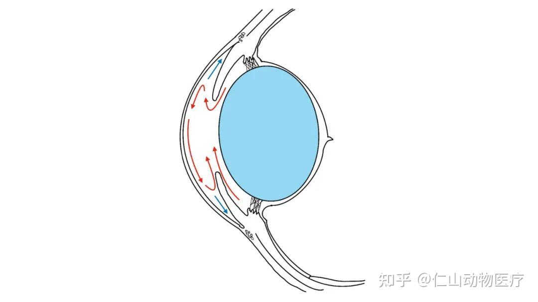 眼科科普|动物眼部解剖结构图文详解 - 知乎