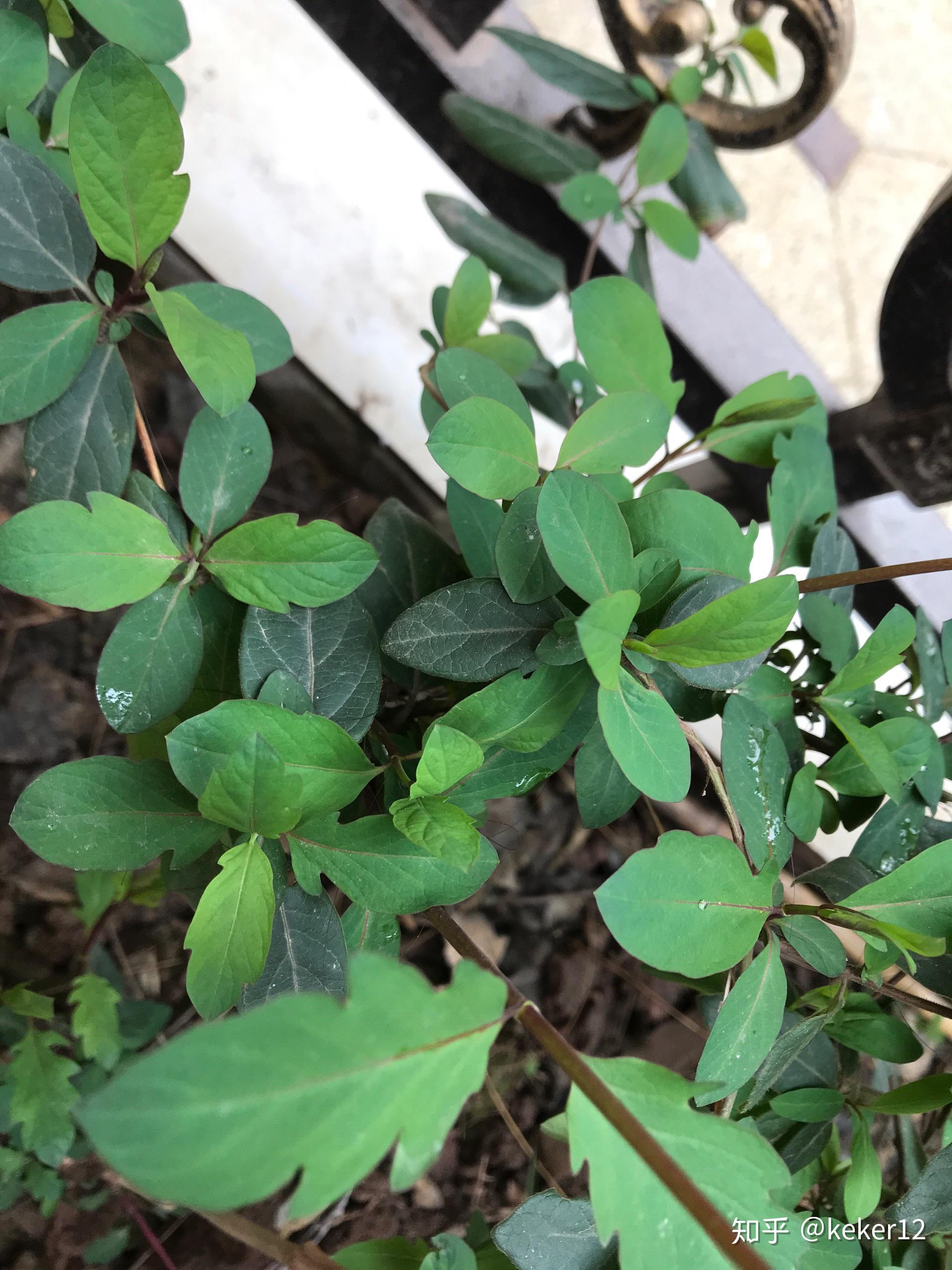 一棵金银花上长出不同的叶子为什么