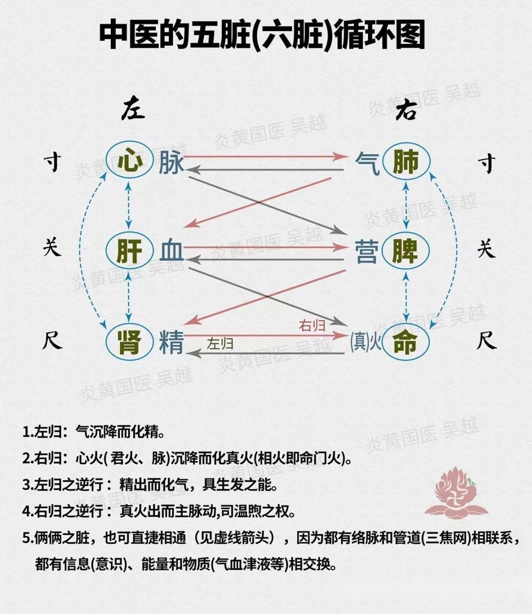 人的经络系统:五脏六腑之俞穴 - 知乎