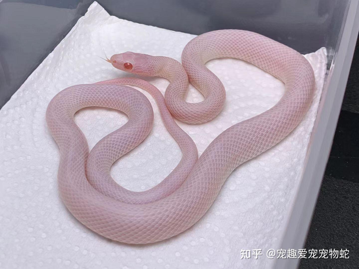 在哪里可以买到宠物玉米蛇? - 知乎