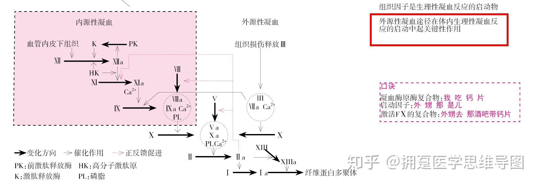 内源性凝血系统图片