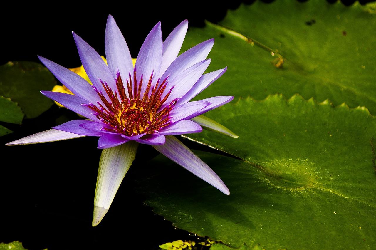 5. 灯珠花价格区间