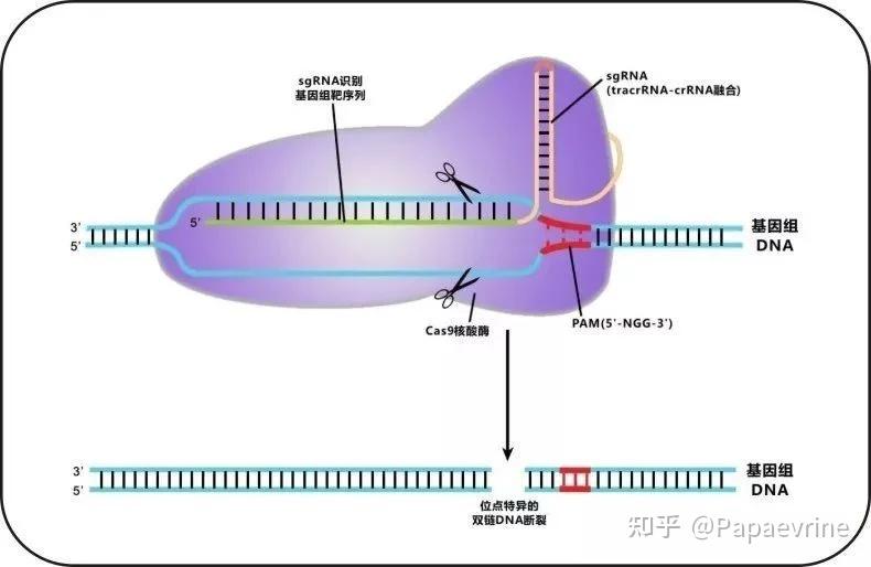 何为CRISPR/Cas9？ - 知乎