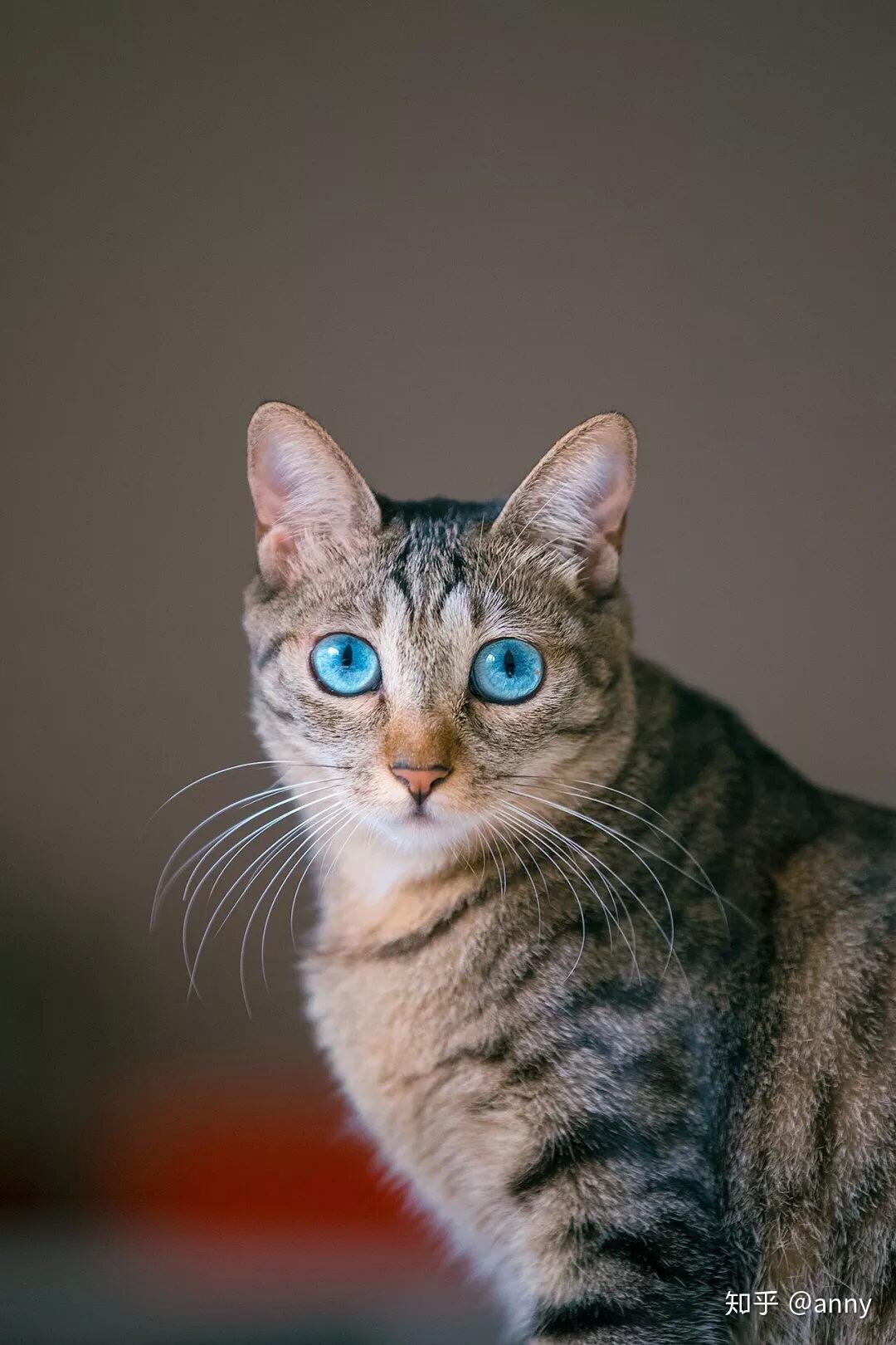 有没有好看的猫咪壁纸或头像?