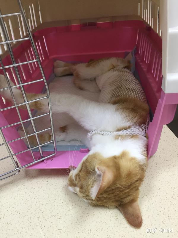 小母猫绝育手术和恢复过程详细记录 江苏无锡 知乎