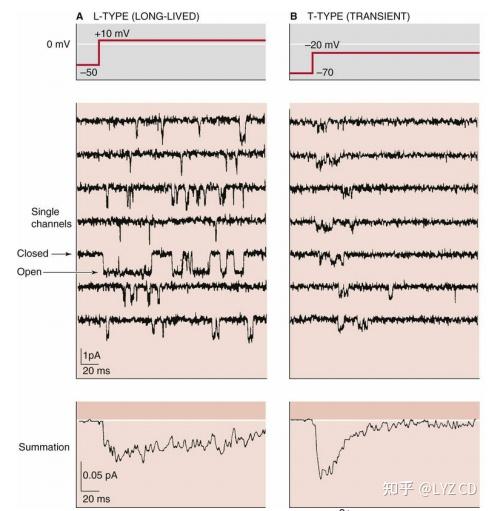 Ca离子通道分类 - 知乎