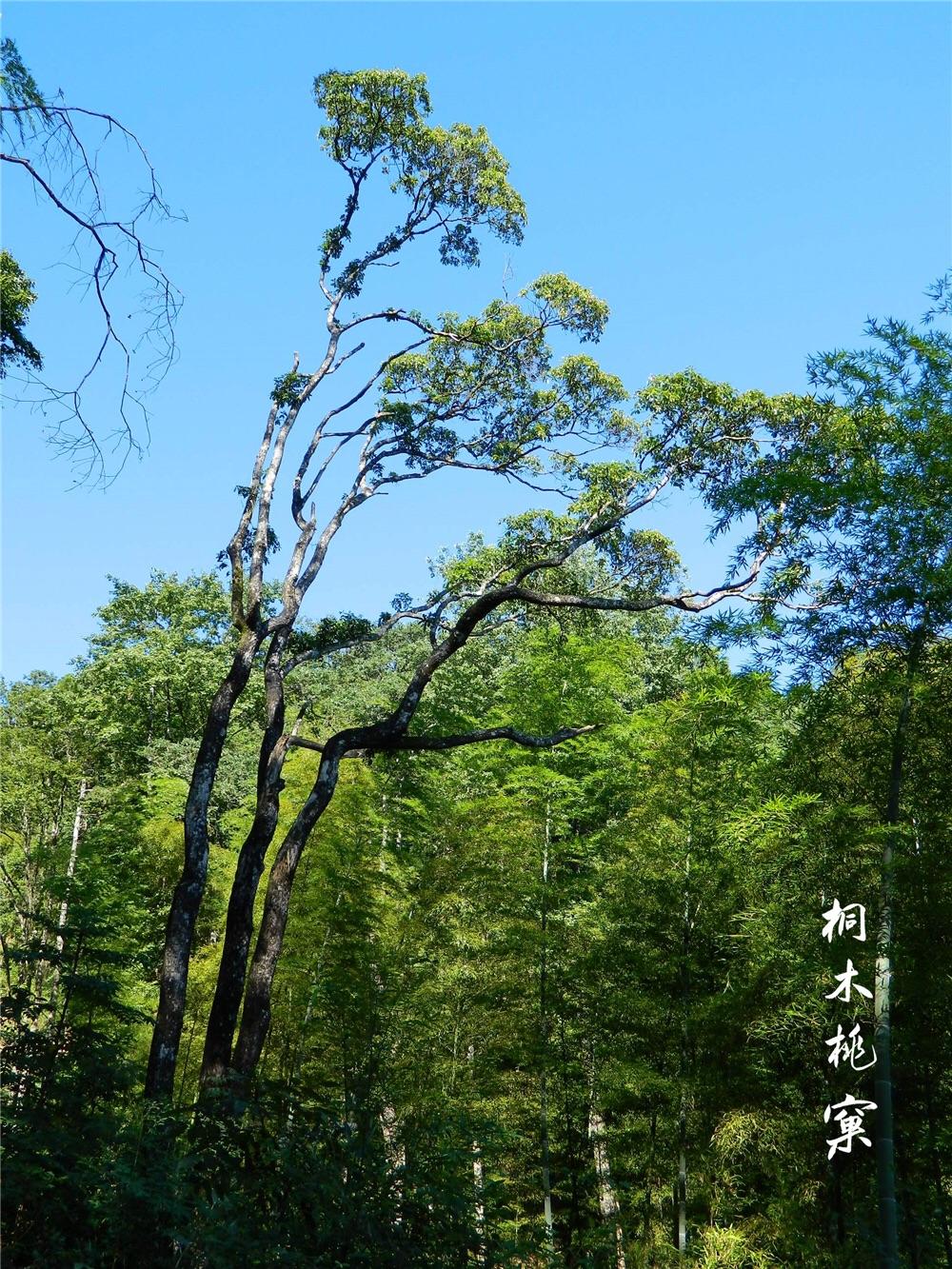 正山小种属于岩茶么?什么牌子的比较好?