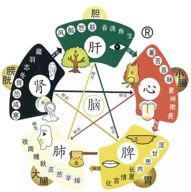 五脏调和百病不生！教你五个动作，强健心肝脾肺肾，保健康减疾病 - 知乎