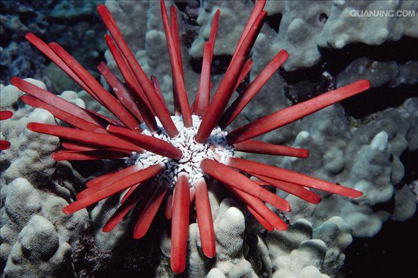 【神奇物种分享会】浑身长满"烟嘴"的石笔海胆