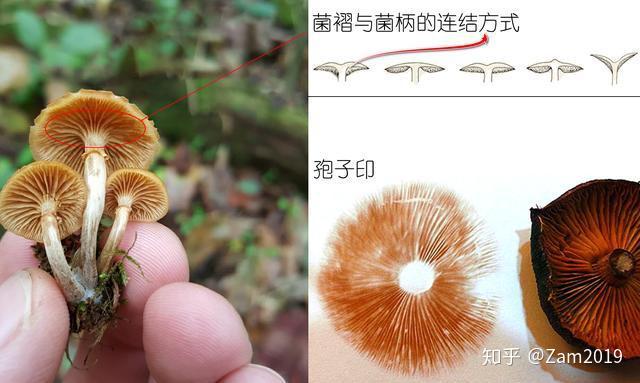 蘑菇记|以科学的名义,鉴别各种常见食用菌 - 知乎