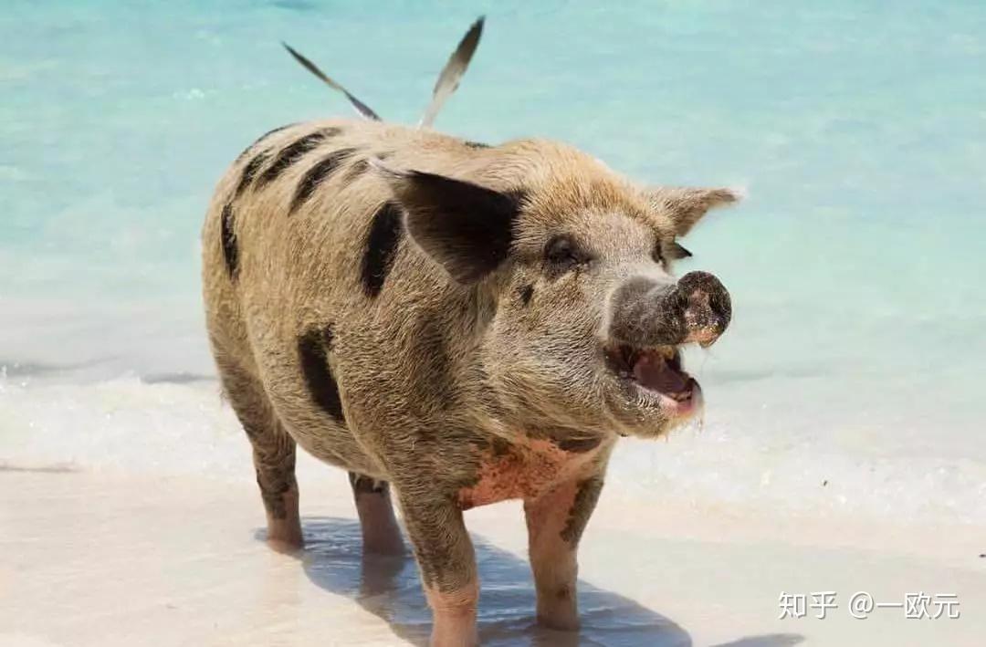 巴哈马的人气小岛小猪们的幸福天堂