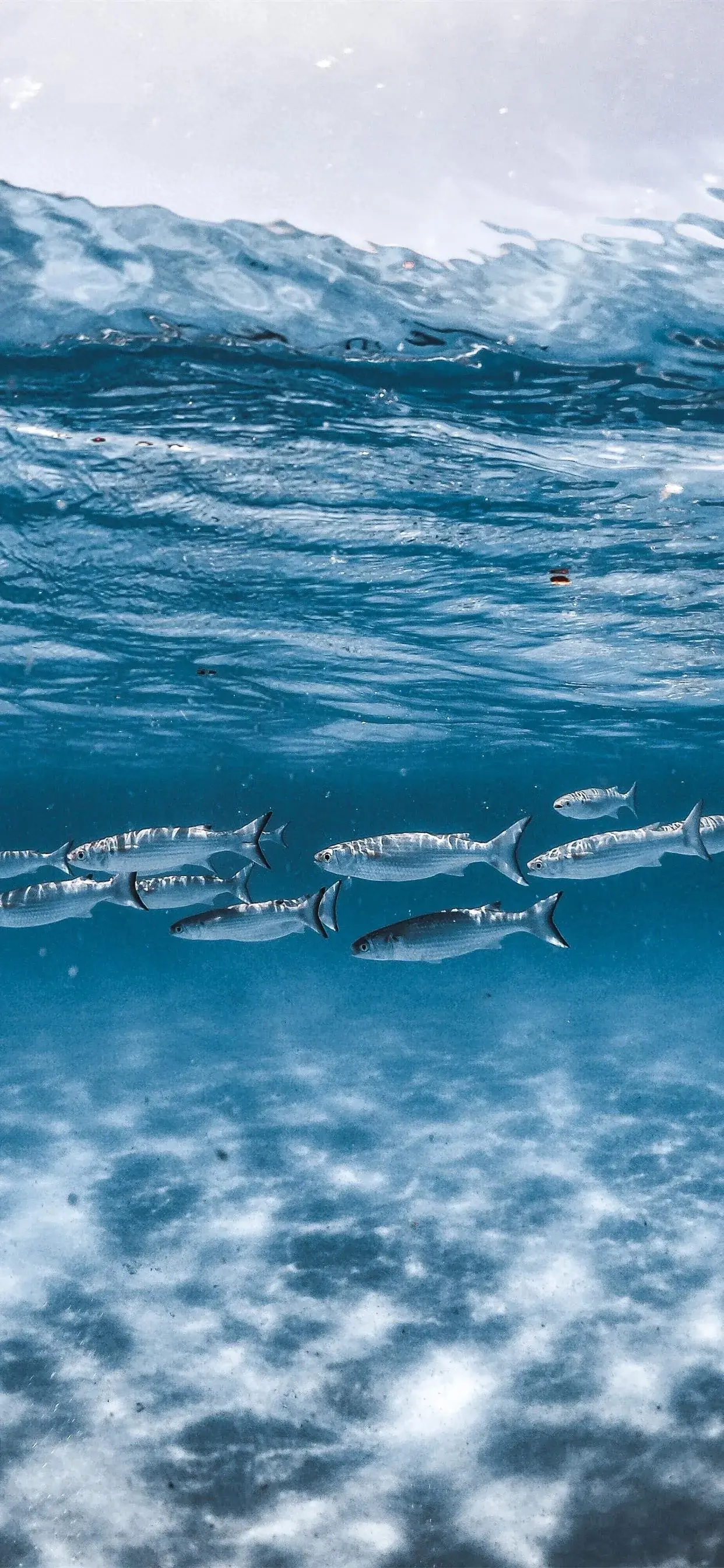 美丽的海洋生物壁纸