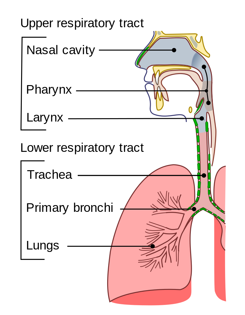 下呼吸道感染lowerrespiratorytractinfection