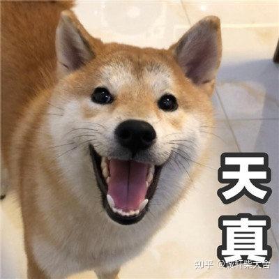 柴犬为什么适合在城市里养 知乎