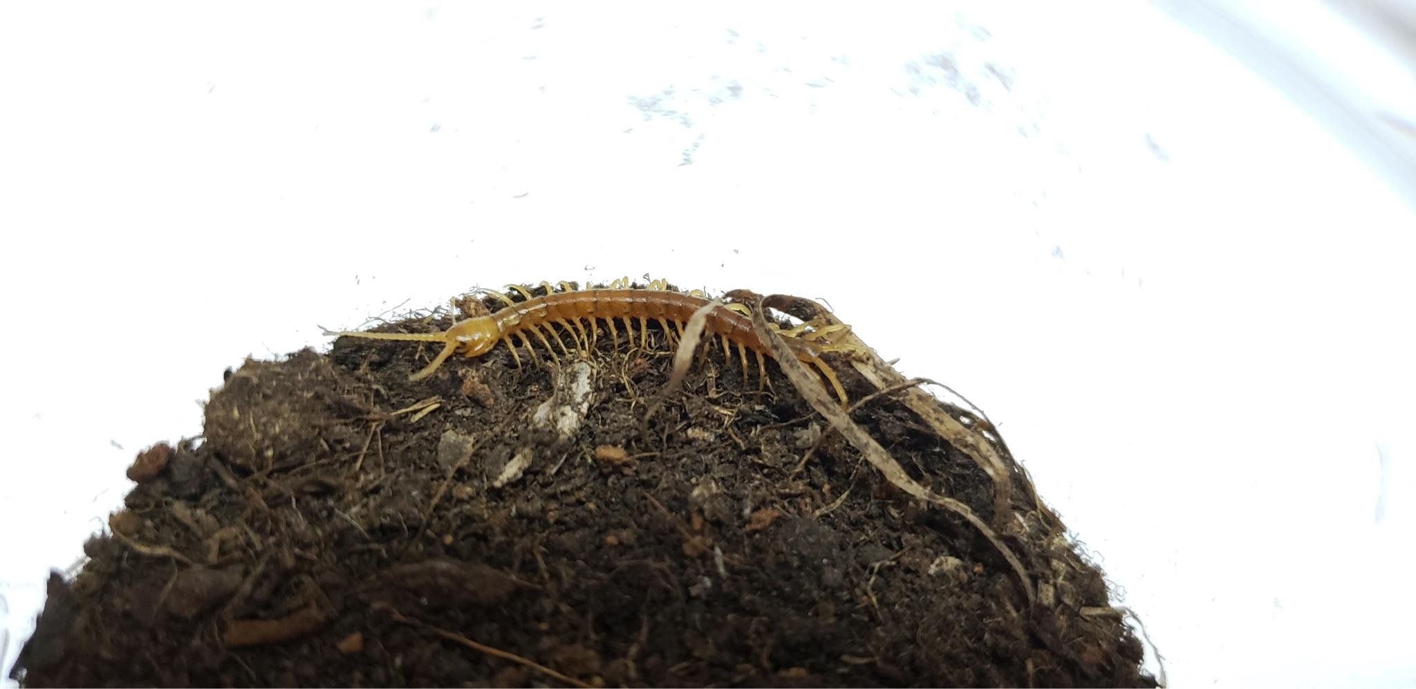 请问有人见过纯金色的蜈蚣嘛