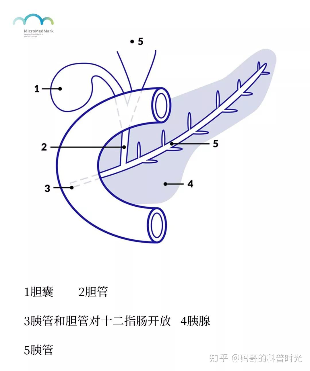 胰腺最重要的生理功能是什么？ - 知乎