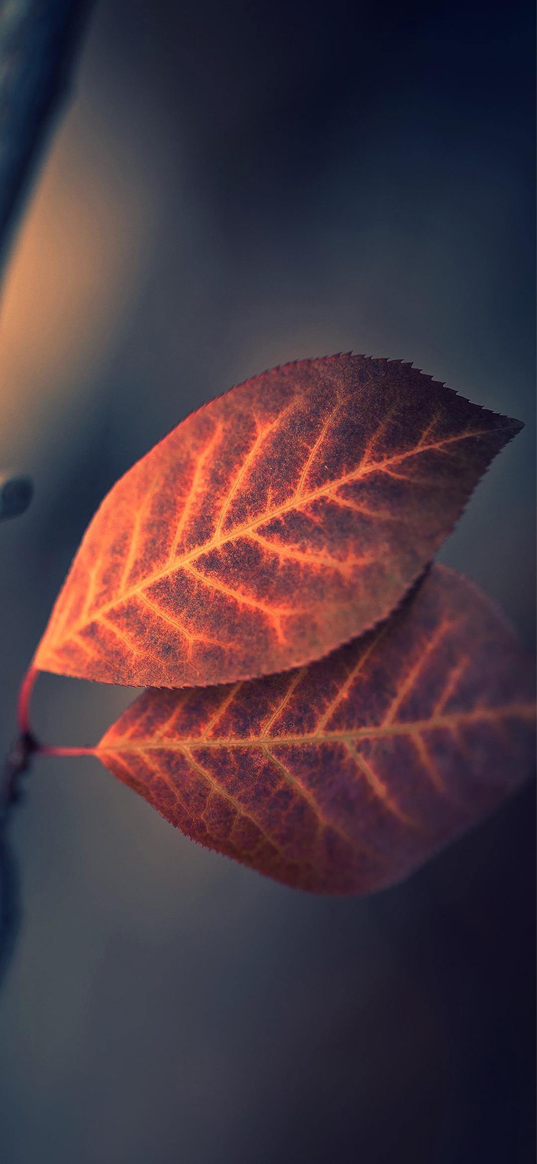 有哪些清晰度超高的全面屏壁纸