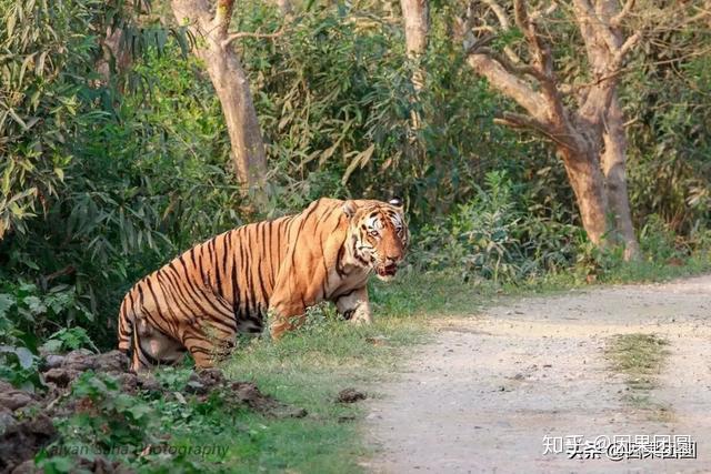 卡齐兰加系列5传奇虎王kzt085的故事