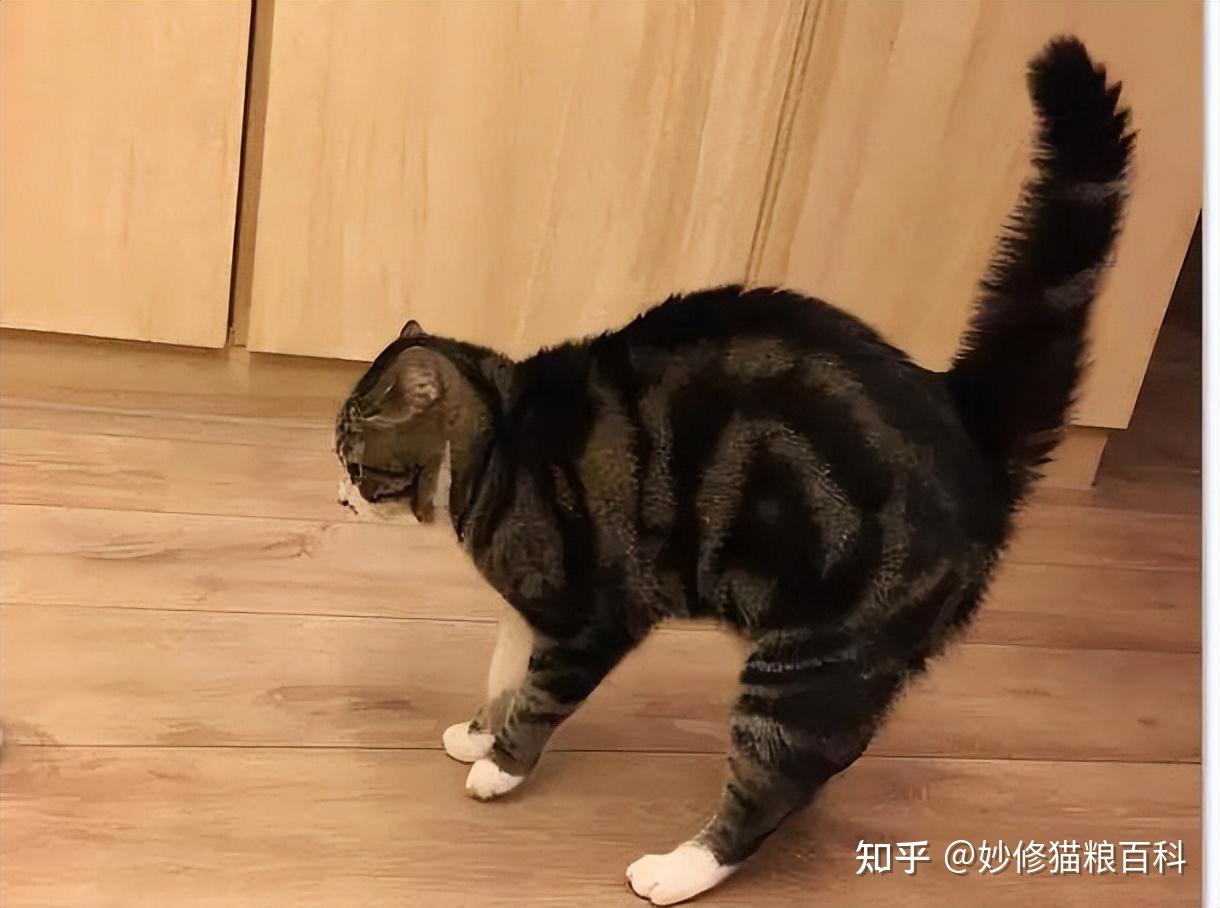 猫咪炸毛弓背不一定是生气