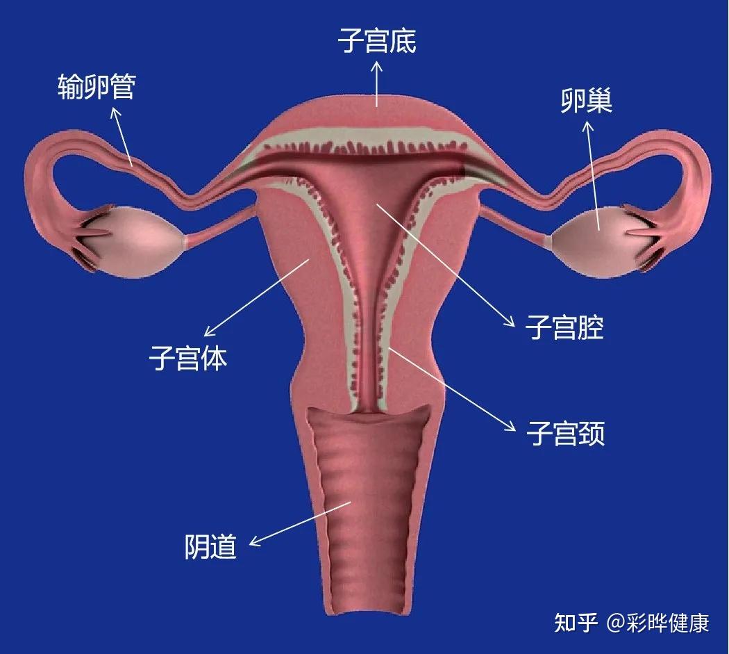 子宫生理结构示意图图图片