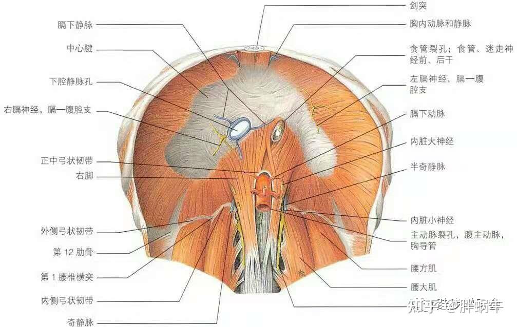 膈肌附着在什么骨骼上? - 知乎
