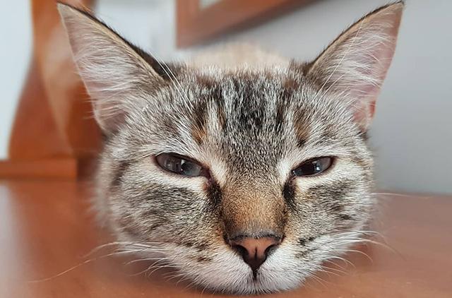 小猫一直叫是什么原因通常是这7种情况引起 知乎 小猫一直叫是什么原因通常是这7种情况引起 知乎