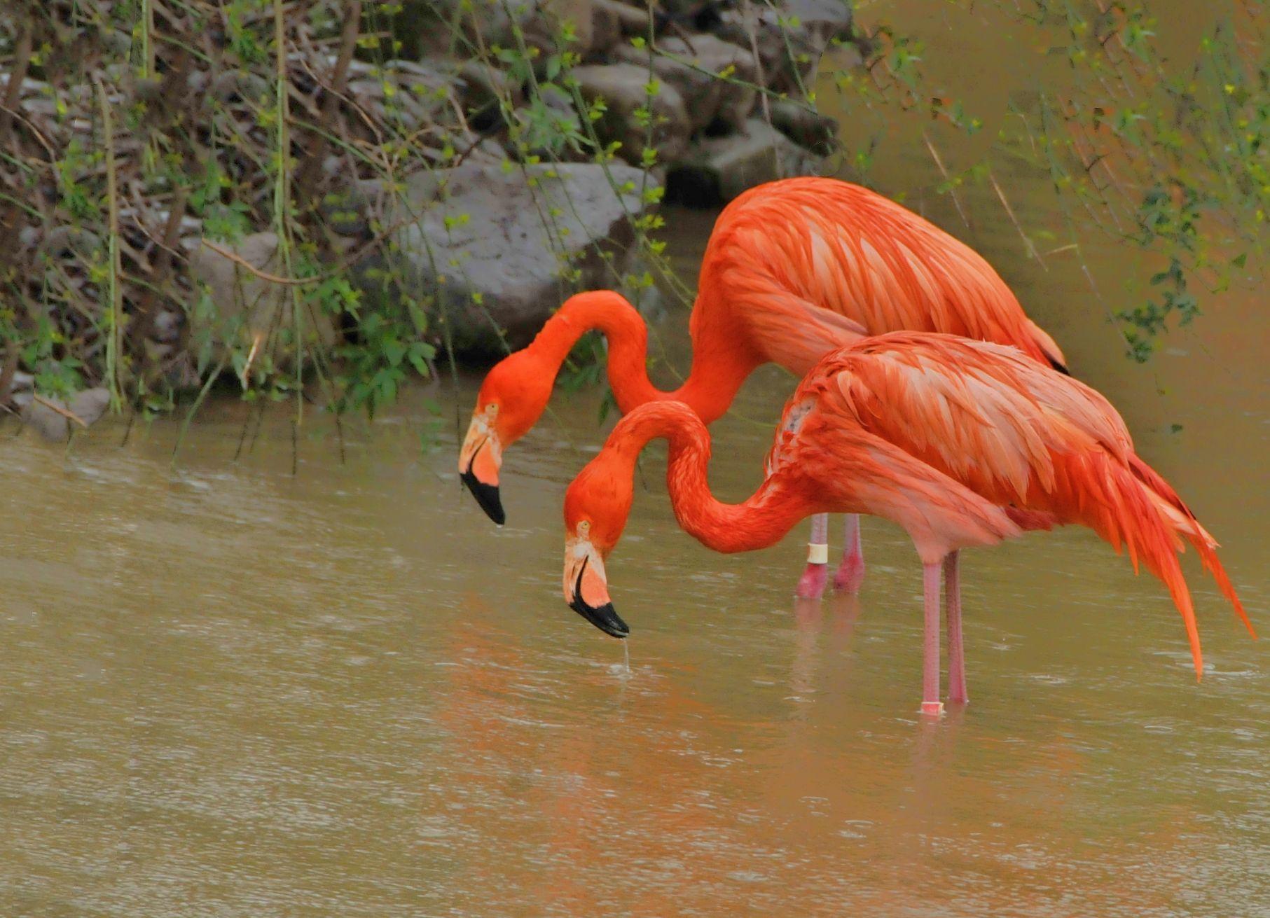 一对漂亮的火烈鸟