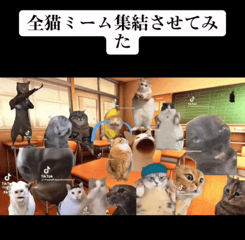 7天B站涨粉20万，“猫meme”为何风靡全网？|新榜出品 - 知乎