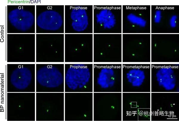 natnano黑磷纳米材料精准靶向plk1造成细胞周期停滞抑癌效果优秀
