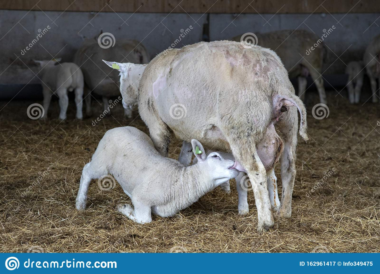 羔羊跪乳动物真的会跪着吗