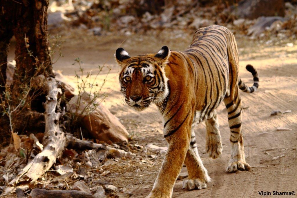 印度的传奇虎王作为暴力野兽它竟然想把亲祖母给娶了